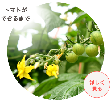トマトができるまで