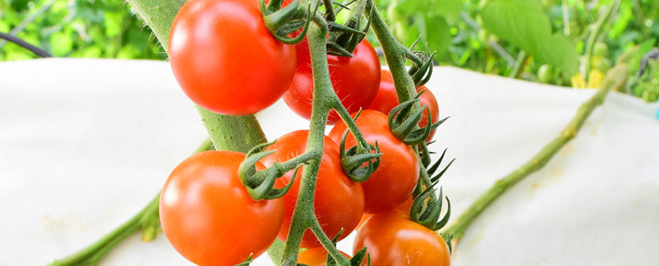 ミニトマトなどをつくっている熊本の農園です。