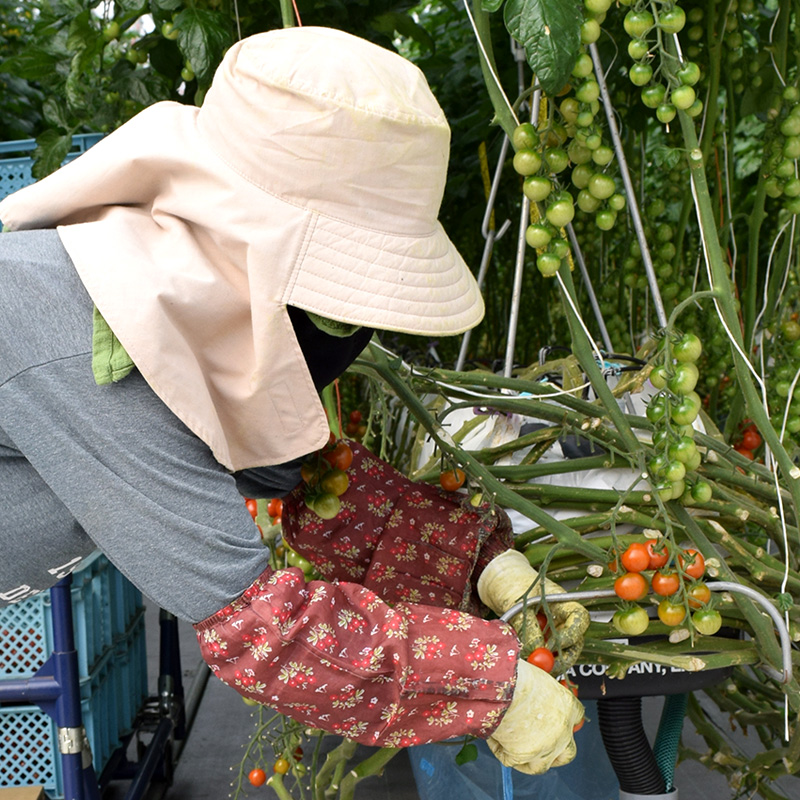 久保田農園では種まきから苗づくり、選んで植えて、芽かきを経て収穫まで、手間暇かけて育てています。