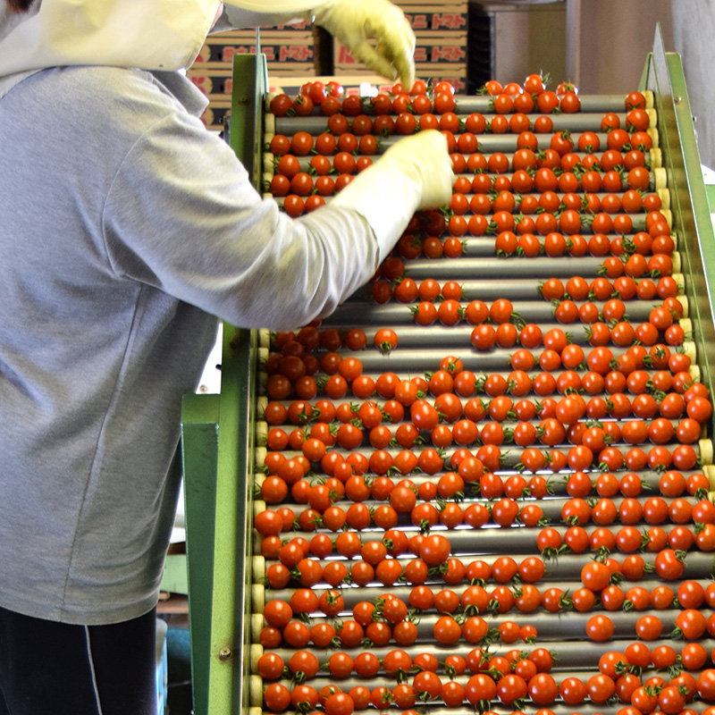 久保田農園では種まきから苗づくり、選んで植えて、芽かきを経て収穫まで、手間暇かけて育てています。