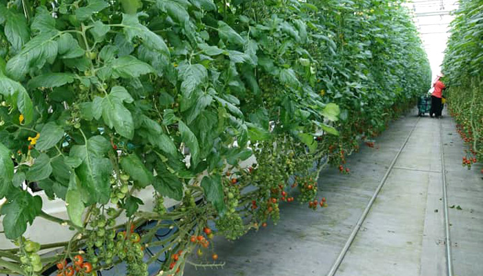 久保田農園の様子