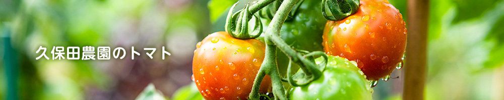 久保田農園のトマト